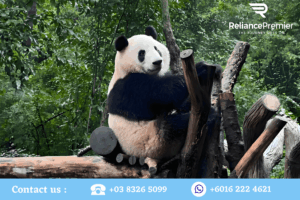 Chengdu Research Base of Giant Panda Breeding